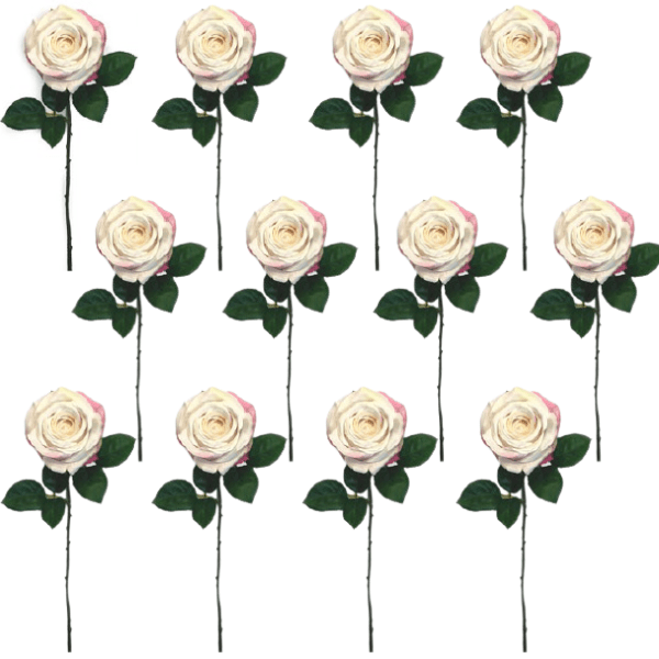 Toolhome Blossoms – Roses – Cream Pink (Pack of 12 Stems) – 46cm