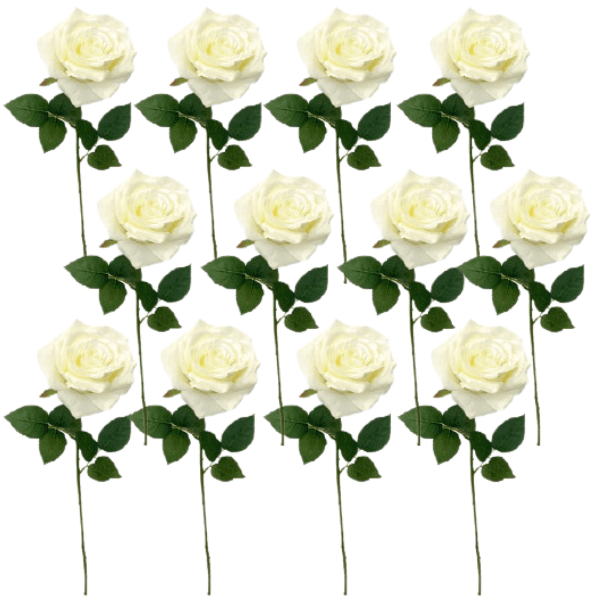 Toolhome Blossoms – Rose Full Bloom – White (Pack of 12) – 64cm