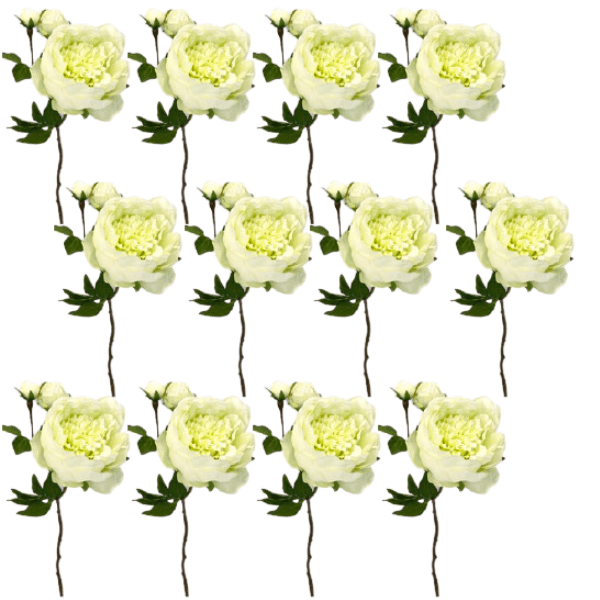 Toolhome Blossoms – Peony – White Green (Pack of 12 Stems) – 49cm