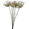 Toolhome Blossoms – Queen Anne Lace – Cream (Pack of 12 Stems) – 72cm Toolhome Blossoms – Queen Anne Lace – Cream (Pack of 12 Stems) – 72cm