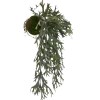 Toolhome Blossoms – Staghorn hanging 57cm in Moss Ball Toolhome Blossoms – Staghorn hanging 57cm in Moss Ball