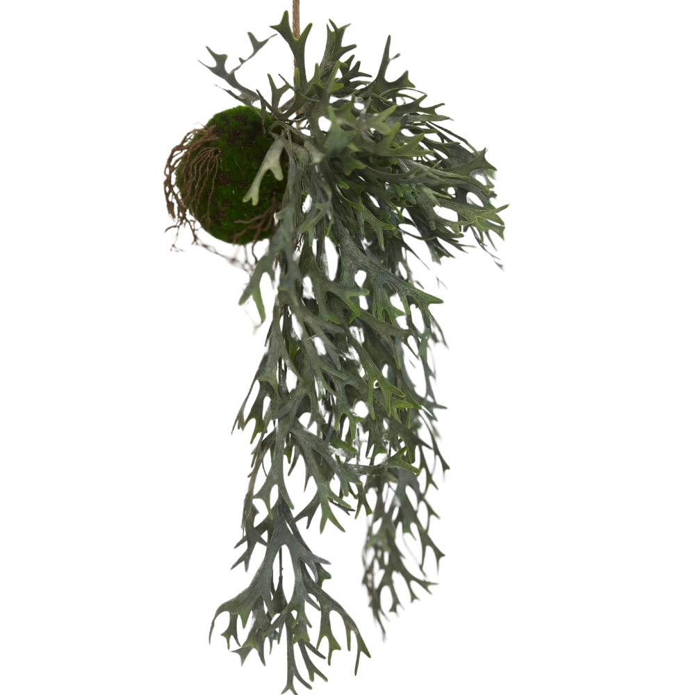 Toolhome Blossoms – Staghorn hanging 57cm in Moss Ball