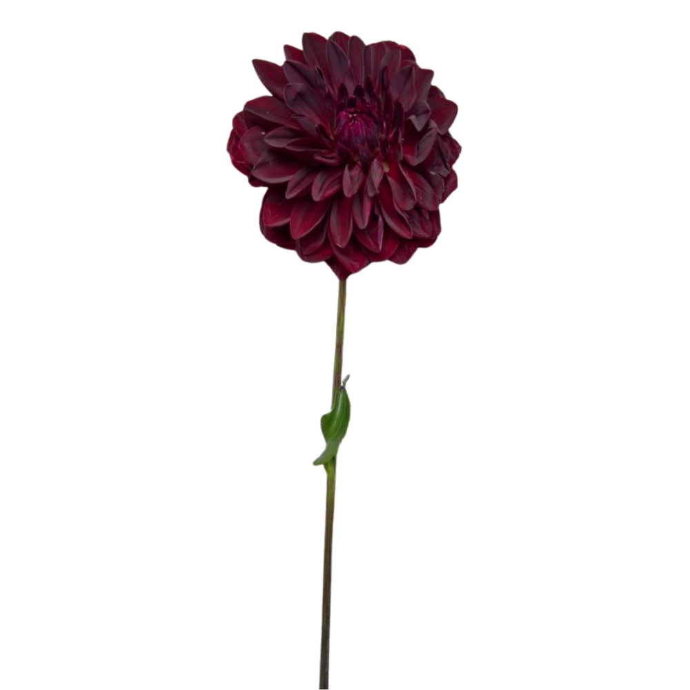 Toolhome Blossoms – Dahlia – Red (Pack of 6 Stems) – 62cm