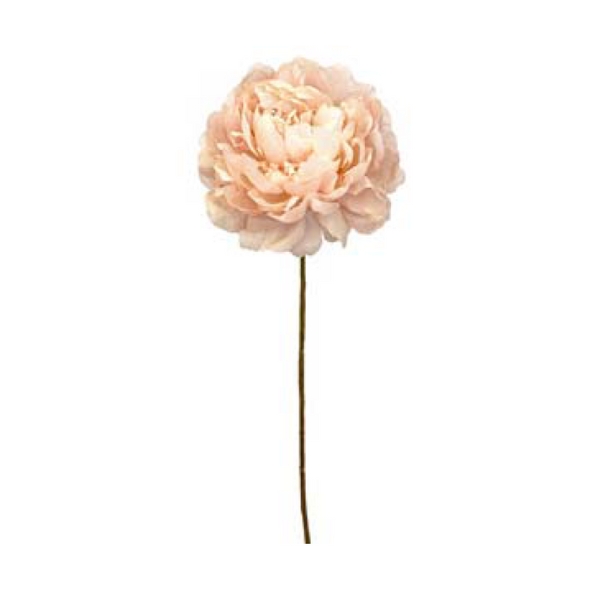 Toolhome Blossoms – Peonies – Sand (Pack of 6 Stems) – 59cm