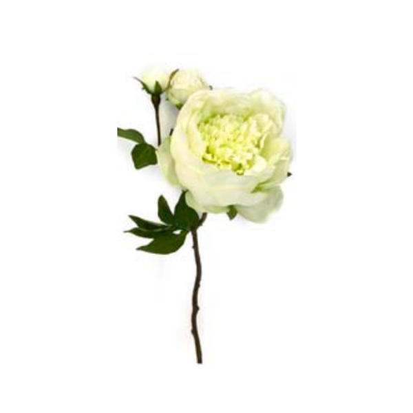 Toolhome Blossoms – Peony – White Green – 49cm