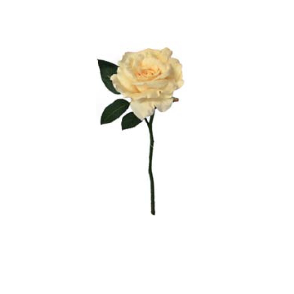 Toolhome Blossoms – Rose Georgia – Vanilla – 30cm