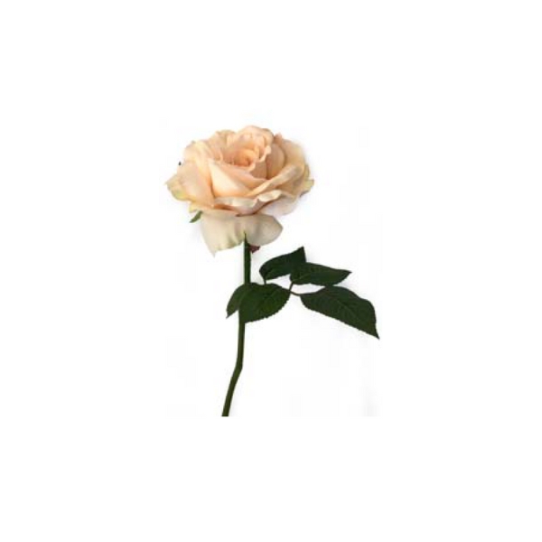 Toolhome Blossoms – Rose Georgia – Sand – Pack of 6 Stems – 30cm