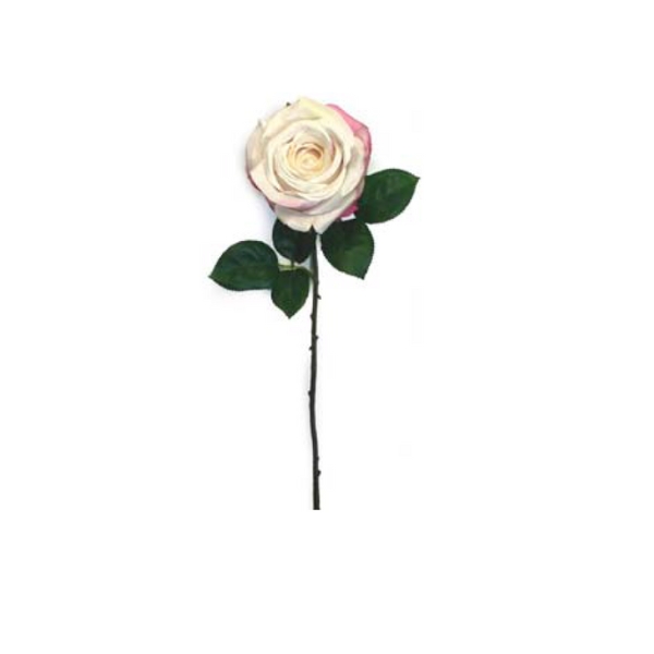 Toolhome Blossoms – Roses – Cream Pink – 46cm