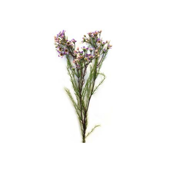 Toolhome Blossoms – Wax Flowers – Lilac – 78cm