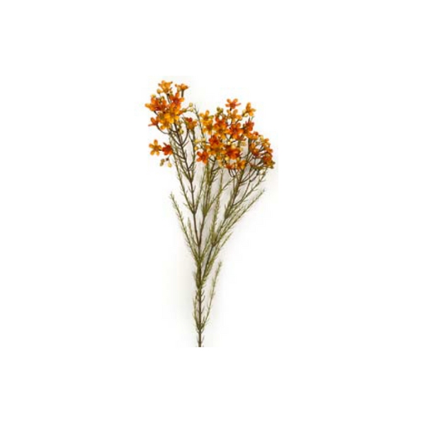 Toolhome Blossoms – Wax Flowers – Rust – 78cm