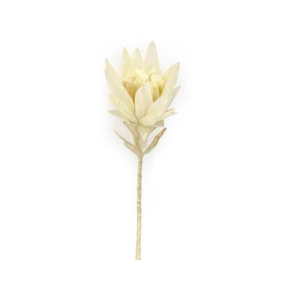 Toolhome Blossoms – Proteas – White – Pack of 6 Stems – 38cm