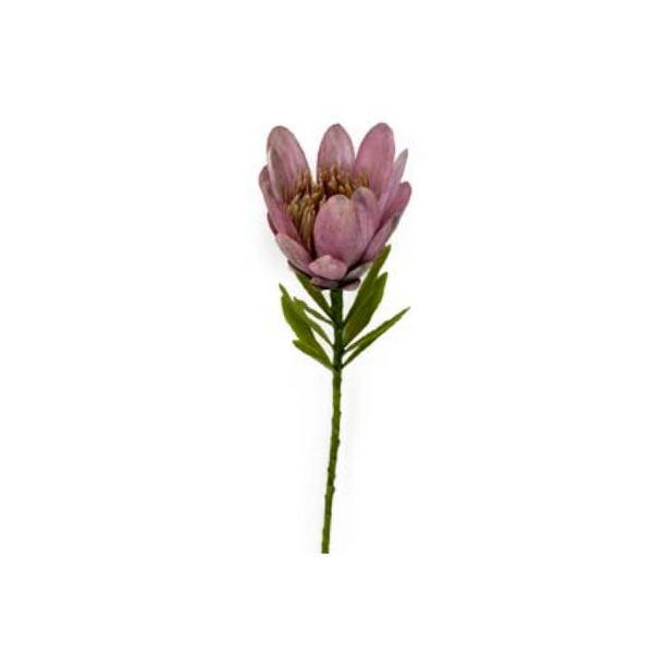 Toolhome Blossoms – Protea – Mauve – Pack of 12 Stems – 38cm