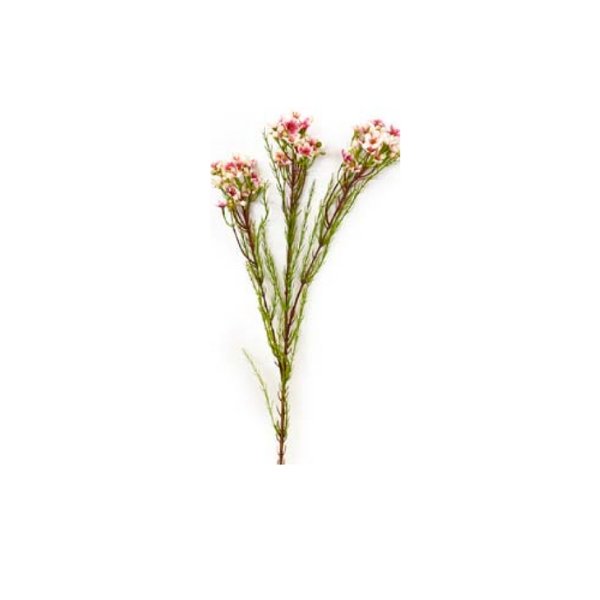 Toolhome Blossoms – Wax Flowers – Pink – 78cm