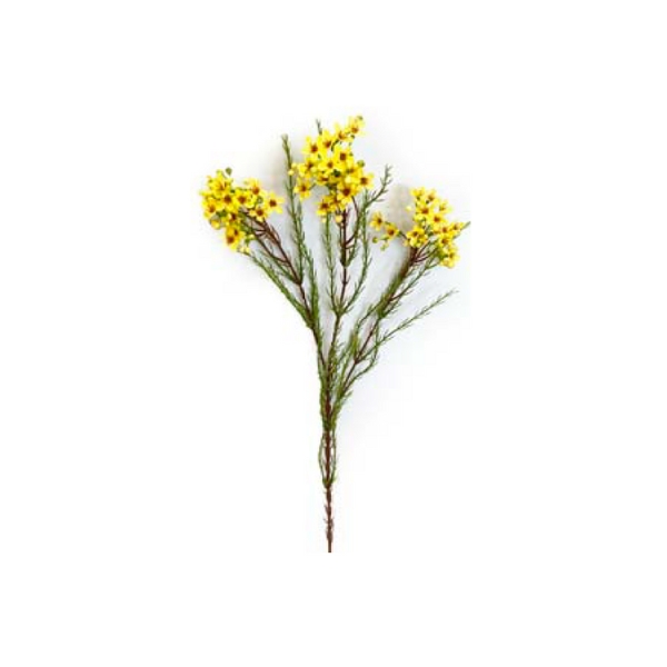 Toolhome Blossoms – Wax Flowers – Yellow Gold – Pack of 6 Stems – 78cm