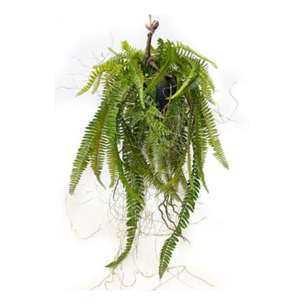 Toolhome Blossoms – Fern Hanging Grass Ball – 61cm