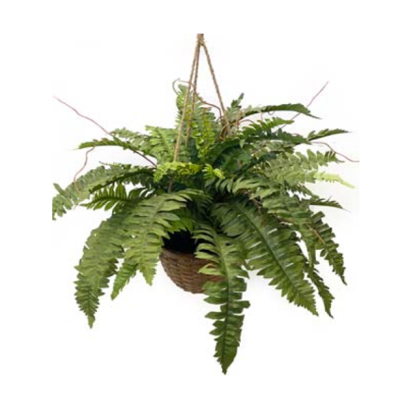 Toolhome Blossoms – Boston Fern Bush Hanging Basket – 61cm