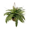 Toolhome Blossoms – Boston Fern Bush Hanging Basket – 61cm Toolhome Blossoms – Boston Fern Bush Hanging Basket – 61cm