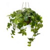 Toolhome Blossoms – Hanging Pothos RT in Basket – 73cm Toolhome Blossoms – Hanging Pothos RT in Basket – 73cm