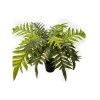 Toolhome Blossoms – Hare’s Foot Fern in Pot – 61cm Toolhome Blossoms – Hare’s Foot Fern in Pot – 61cm