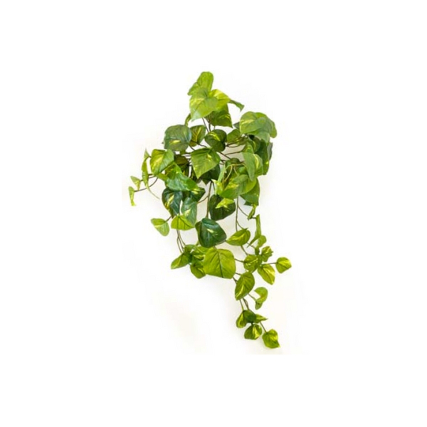 Toolhome Blossoms – Pothos Hanging Bush R.T Green – 63.5cm