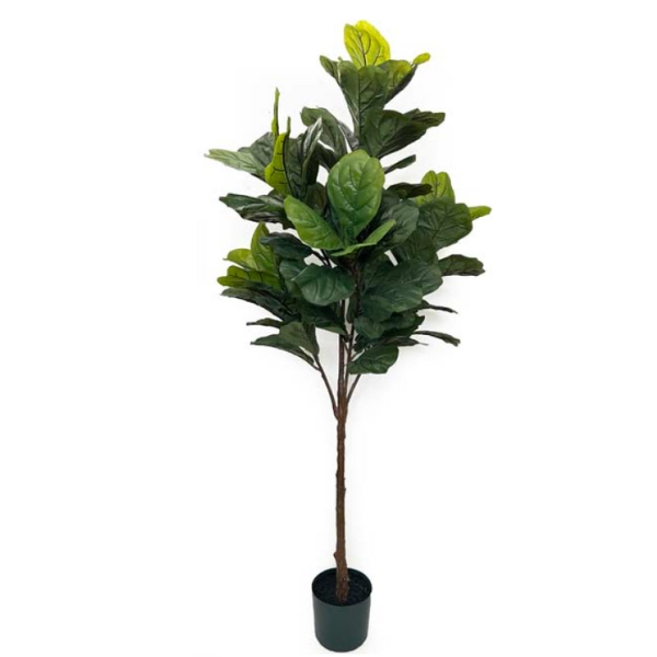 Toolhome Blossoms – Fiddle Leaf Tree inpot – 183cm