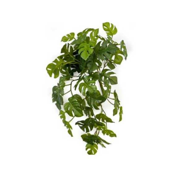 Toolhome Blossoms – Hanging Split Philo Bush R.T Green – 51cm