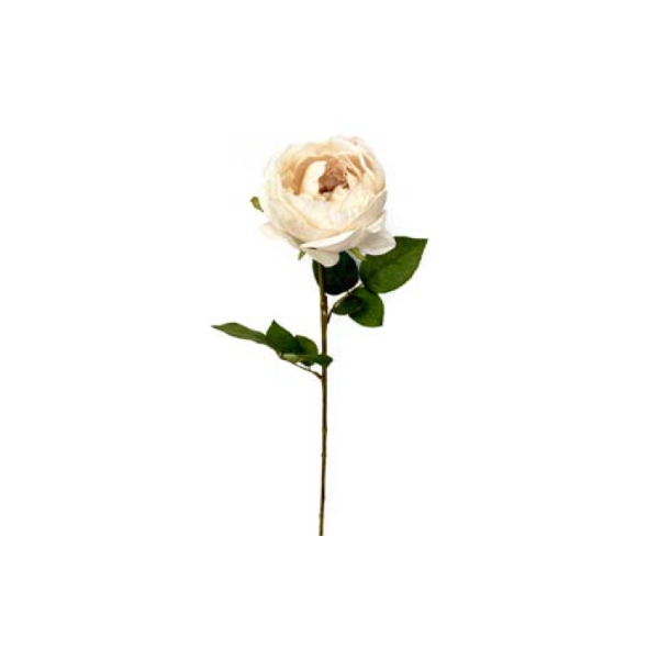 Toolhome Blossoms – Cabbage Rose Cream – 66cm – Pack of 12