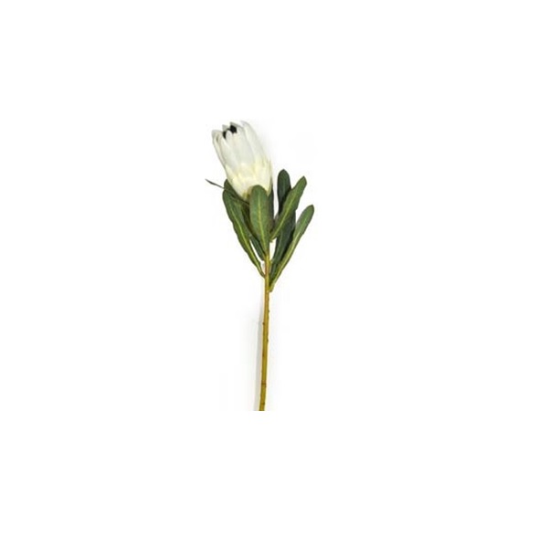 Protea Bud 69cm Cream