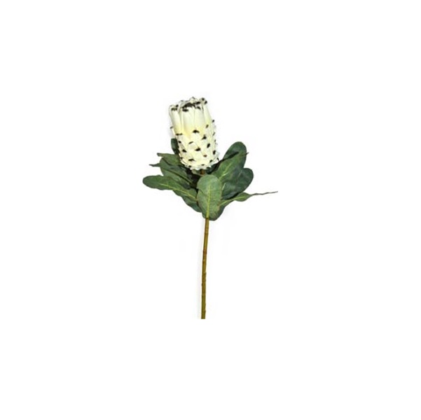 Protea 74cm large Cream