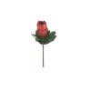 Protea 74cm large Rust Rose Protea 74cm large Rust Rose