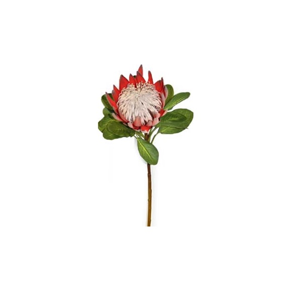 King protea 74cm Rust Rose