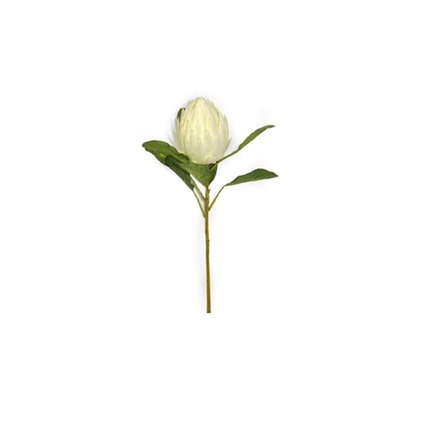 Protea Queen 71cm Cream
