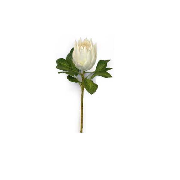 Protea semi open 74cm Cream