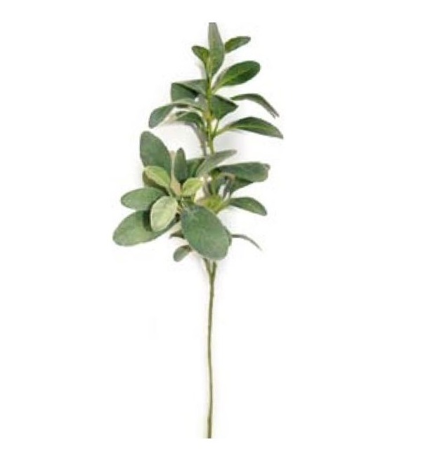 Lambs Ear 28” (68cm) Grey Green