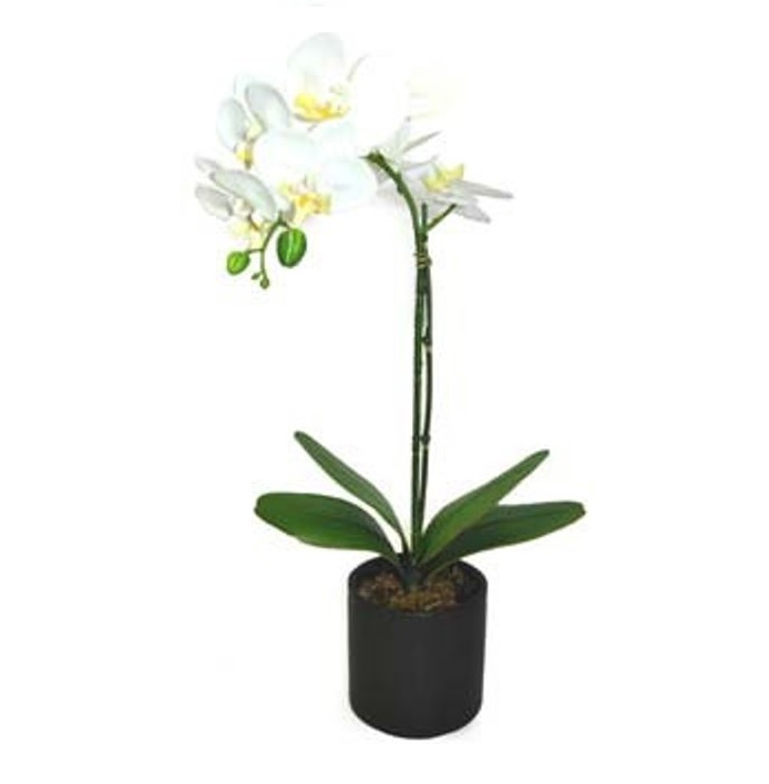 Phalaenopsis / Orchid –  20” (51cm) in Pot White