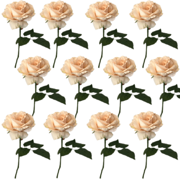 Toolhome Blossoms – Rose Georgia – Sand (Pack of 12 Stems) – 30cm
