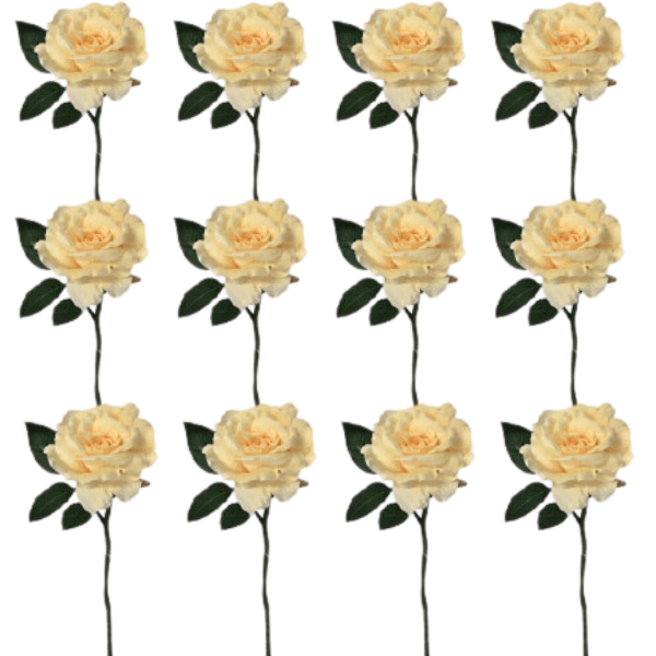 Toolhome Blossoms – Rose Georgia – Vanilla (Pack of 12 Stems) – 30cm