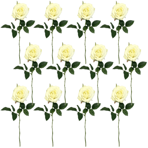Toolhome Blossoms – Rose Half Open – White (Pack of 12) – 68cm