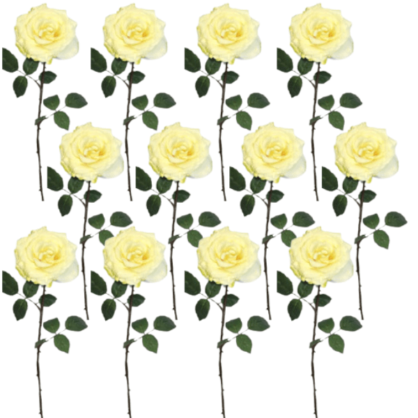 Toolhome Blossoms – Summer Rose – Lemon (Pack of 12) – 63cm