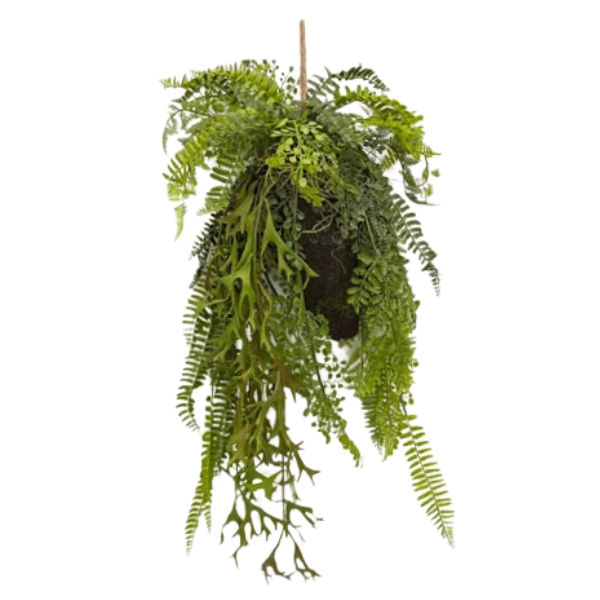 Toolhome Blossoms – Hanging Fern in Moss Ball – 58cm