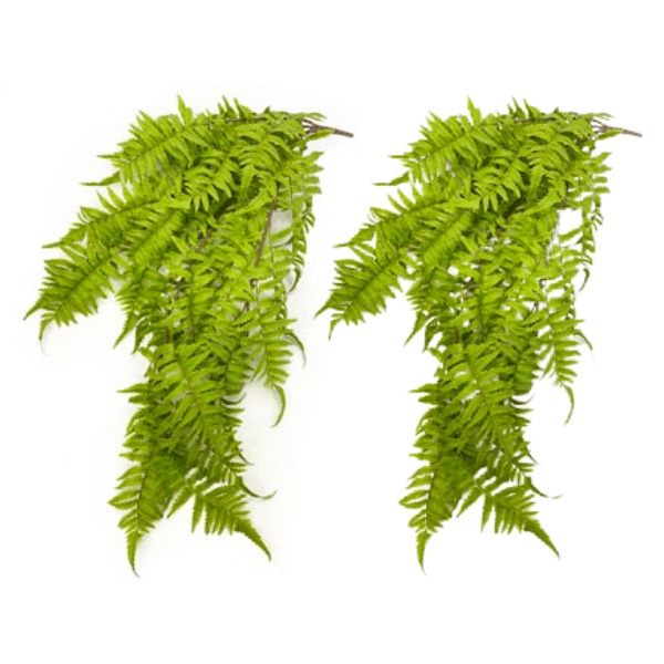 Toolhome Blossoms – Hanging Fern (Pack of 2) – 78.7cm