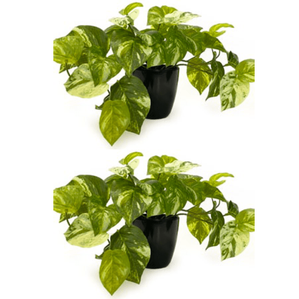 Toolhome Blossoms – Pothos Marble Bush in Pot (Pack of 2) – 28cm