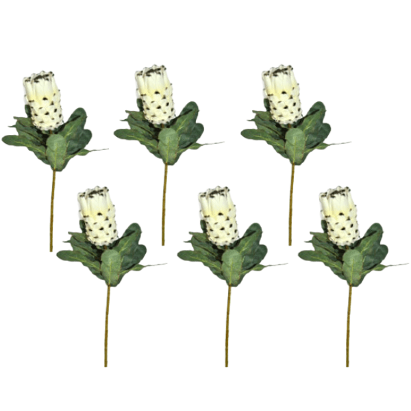 Toolhome Blossoms – Large Cream Proteas – (Pack of 6 Stems) – 74cm