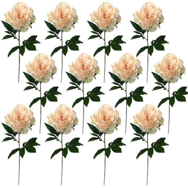 Toolhome Blossoms – Peony – Champagne (Pack of 12 Stems) – 71cm