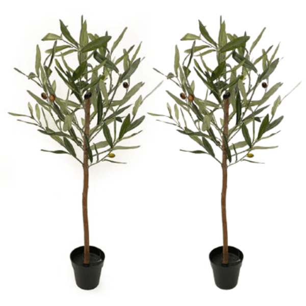 Toolhome Blossoms – Olive Tree in Pot – Box of 2 Trees – 73cm