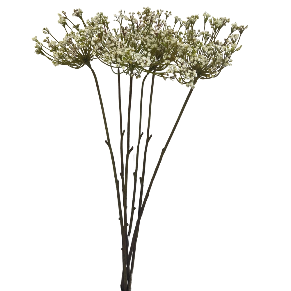 Toolhome Blossoms – Queen Anne Lace – Cream (Pack of 6 Stems) – 72cm