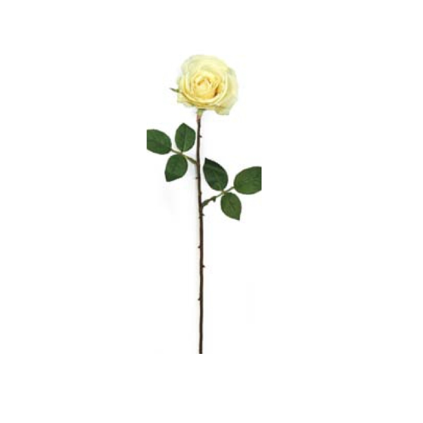 Toolhome Blossoms – Rose Kaia – Cream (Pack of 6) – 64cm