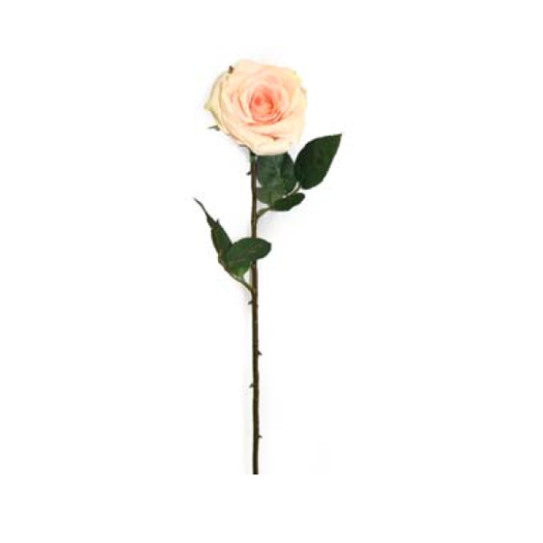 Toolhome Blossoms – Rose Olivia – Soft Pink – 63cm