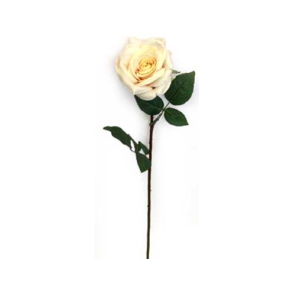 Toolhome Blossoms – Rose Olivia – Sea Shell – 63cm