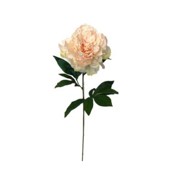 Toolhome Blossoms – Peony – Champagne – 71cm